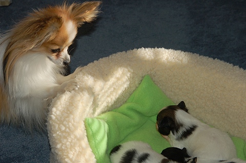 tricolor papillon puppies for sale