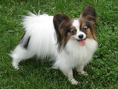 papillon breeders near me